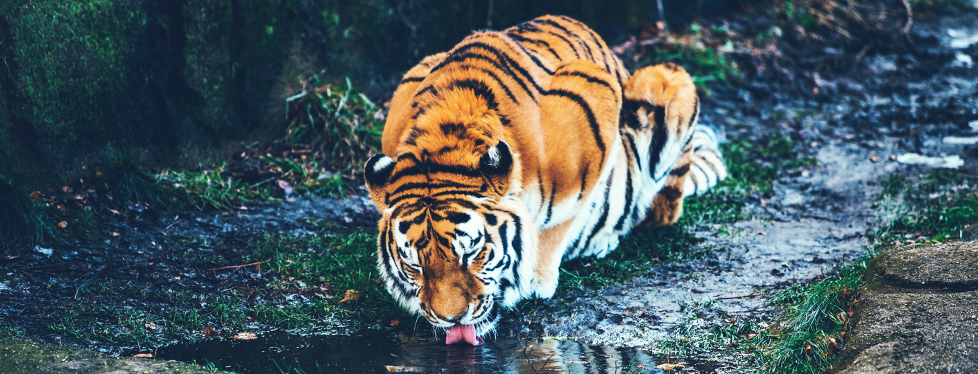 Tiger im Wasser